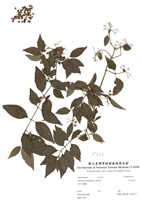 藏品(狹葉莢蒾)的圖片